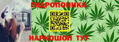 стафф Гай